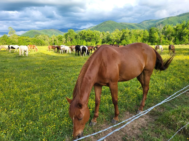 Cades Cove Loop (Great Smoky Mountains National Park)