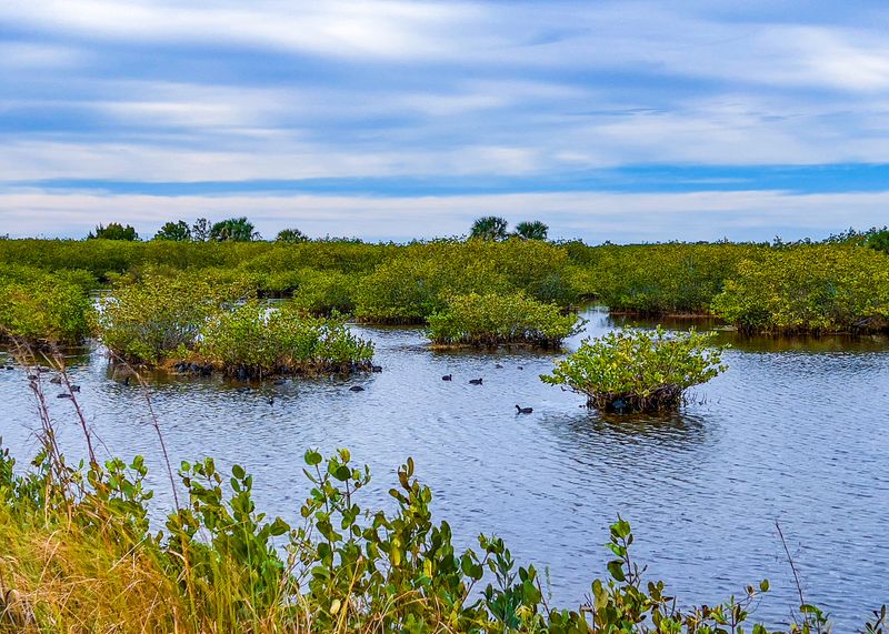 Haulover Canal Manatee Observation Deck (Merritt Island NWR / Space Coast)