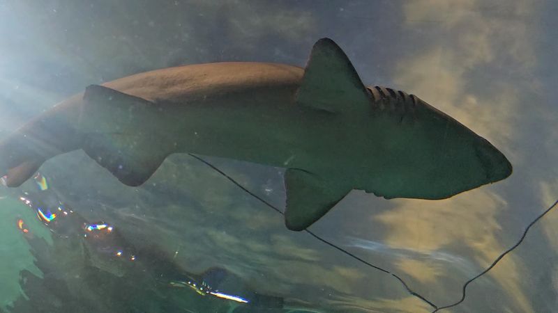 Walk Through the Shark Lagoon Tunnel