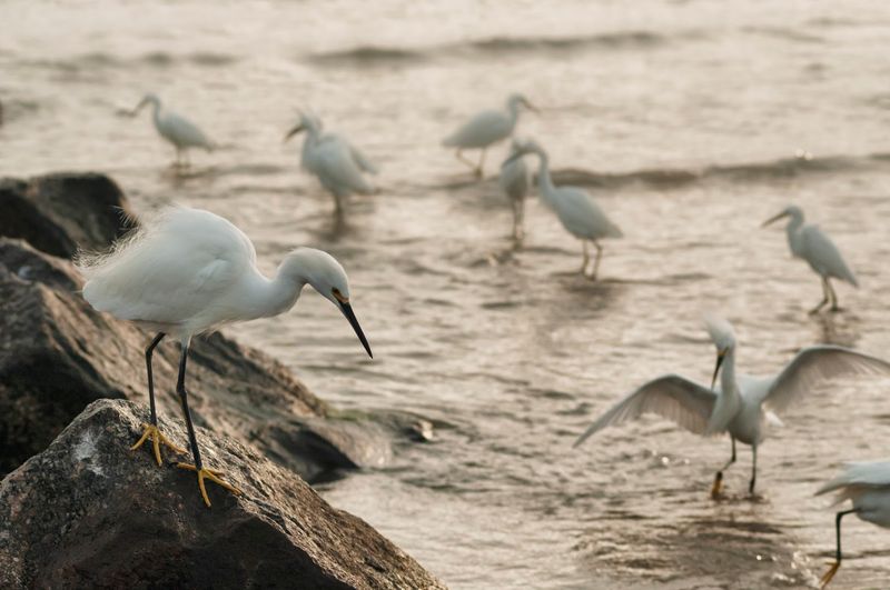 Wildlife Watching On The Dunes