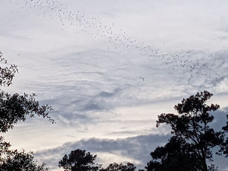 Why It Matters: 2,500 Pounds Of Bugs A Night