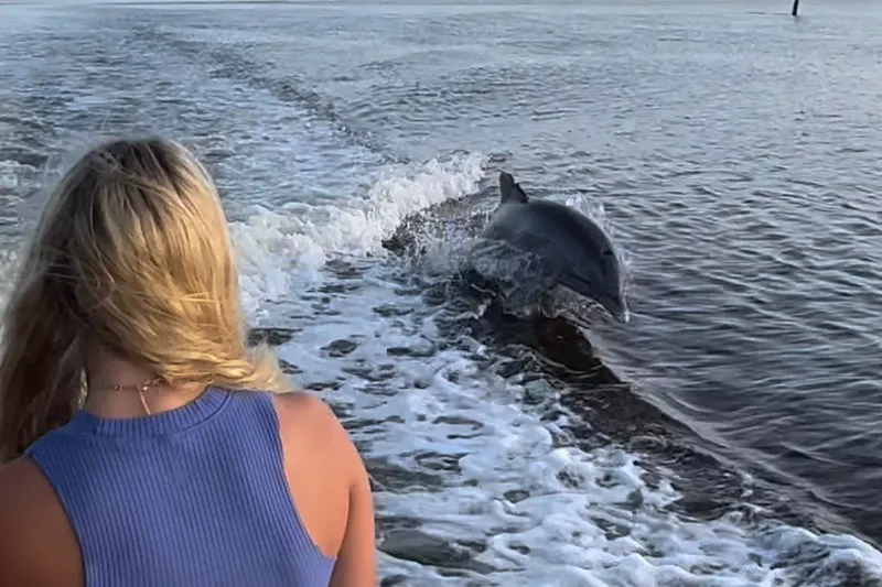 Why These Dolphins “Wave”