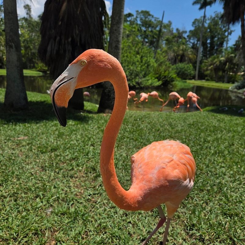 Hand Feeding The Flamingos