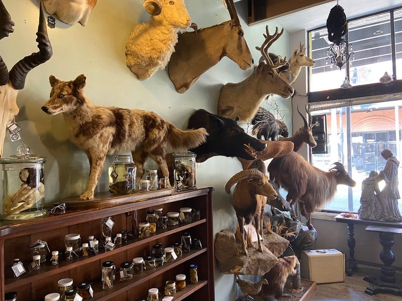 The Artful Taxidermy Wall