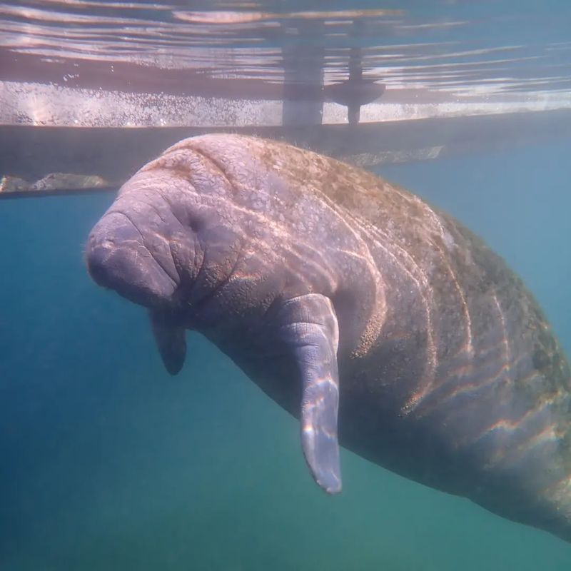 Manatee Winter Gathering (November–March)