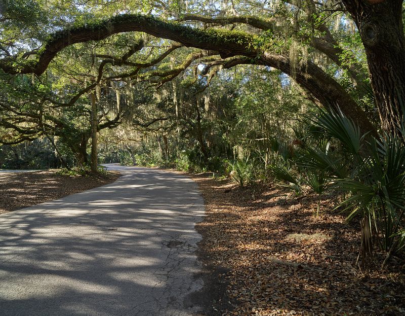Amelia Island Canopy Road