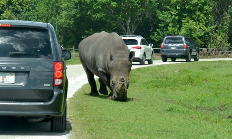 Lion Country Safari (Loxahatchee, near West Palm Beach)