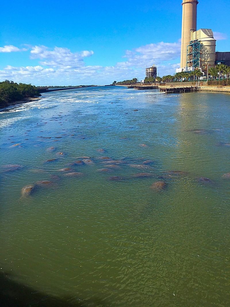 Tampa Electric Manatee Viewing Center (Apollo Beach)