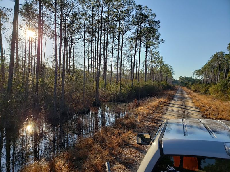 Bradwell Bay Wilderness (Apalachicola National Forest)