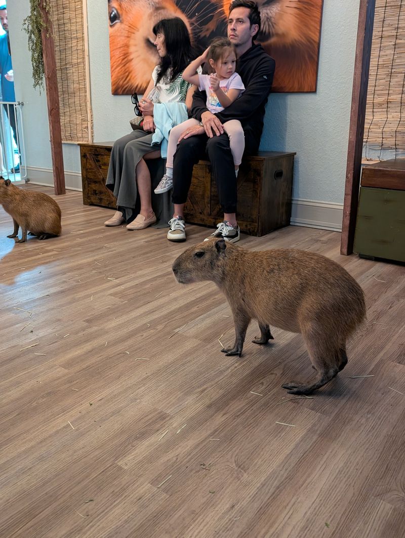 Meet the Stars: The Giant, Chill Capybaras You Can Hang Out With