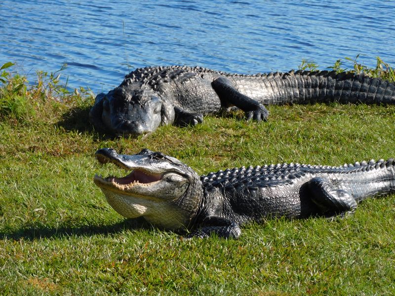 La Chua Trail: Alligator Alley With Big-Sky Views