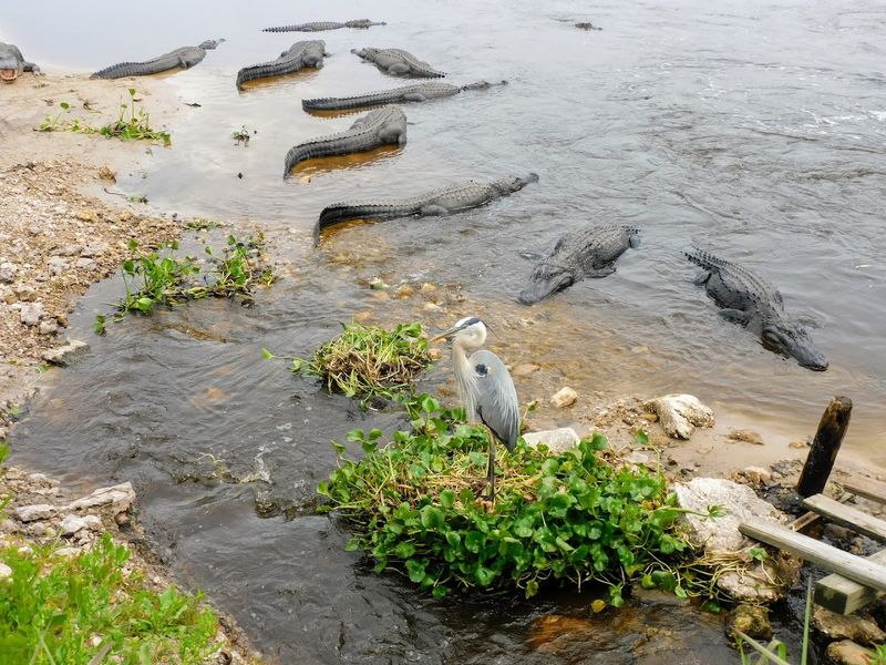 Wildlife Moments On Paynes Prairie
