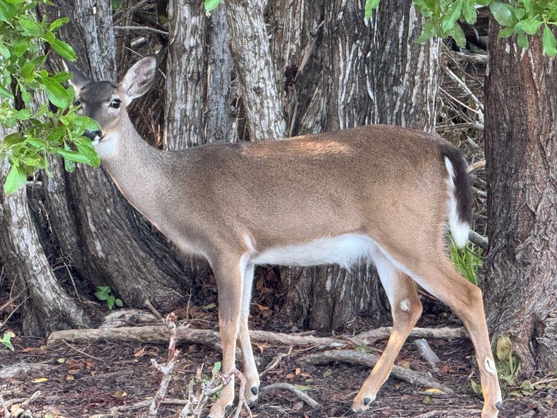Key Deer Wandering Roadways & Trails in the Lower Keys