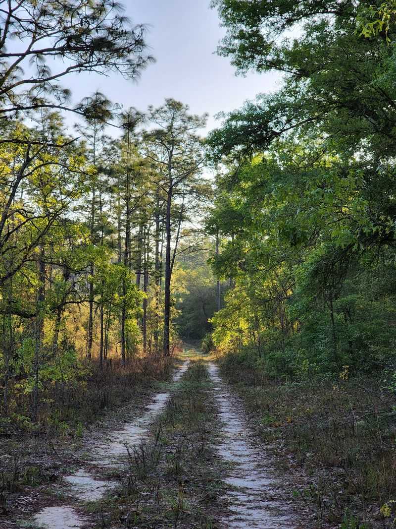 Finding the Hidden Trailhead and First Fork