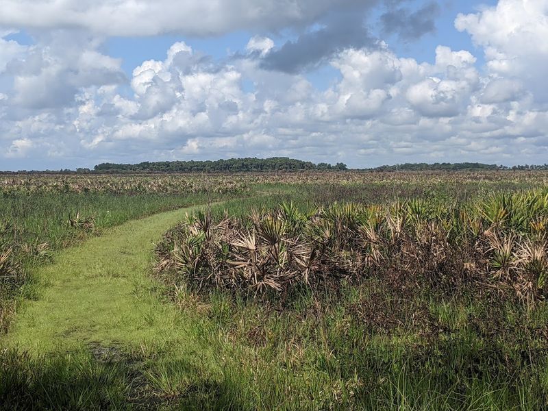 Kissimmee Prairie Preserve State Park - “Kissimmee Prairie North”