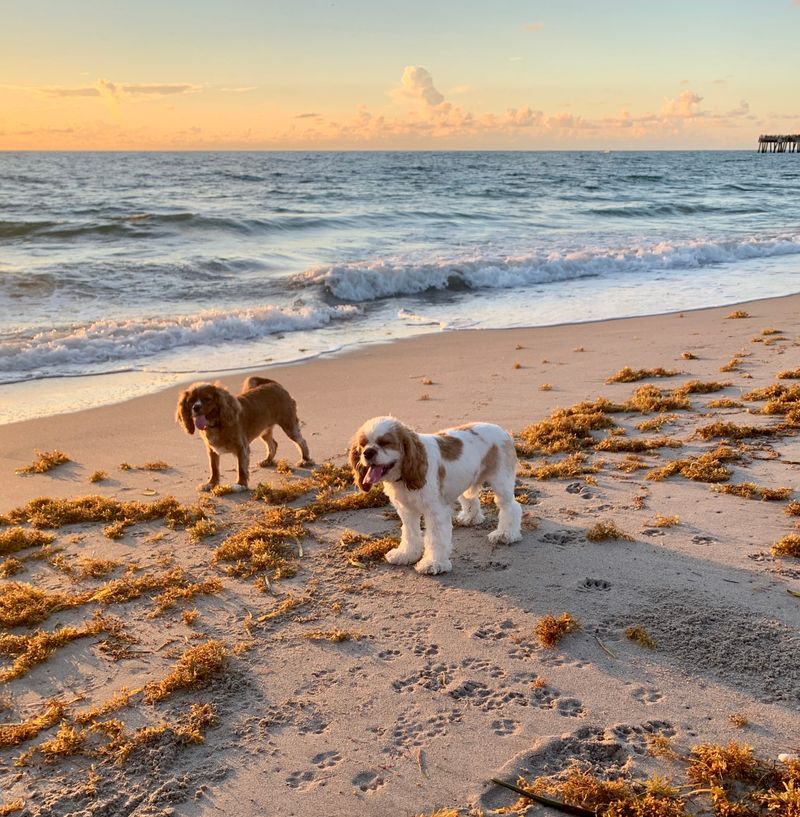 Jupiter Off-Leash Dog Beach (Jupiter, FL)
