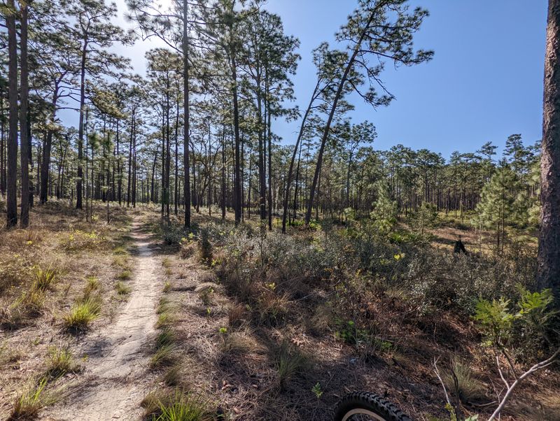 SR 40 Through Ocala National Forest (Central Florida)