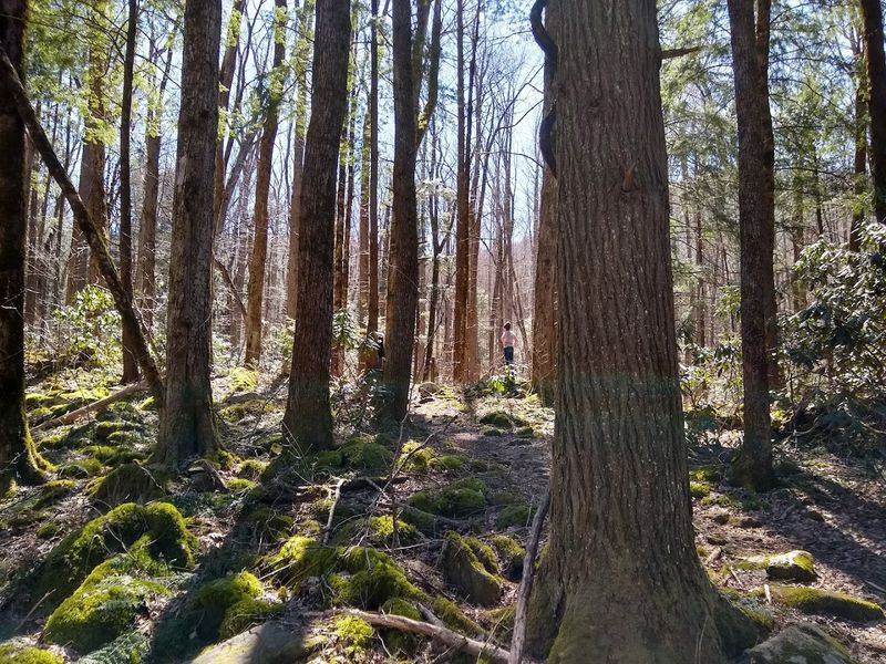Lower Mount Cammerer Trail &mdash; Great Smoky Mountains National Park