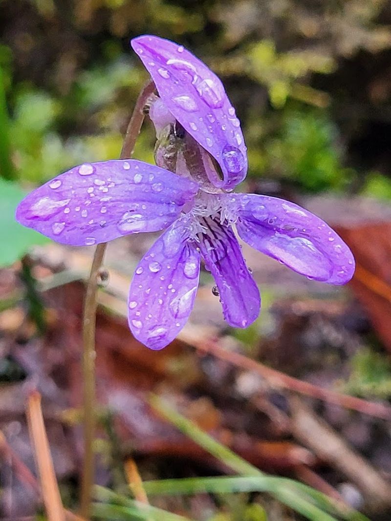 Spring Brings Stunning Wildflowers Along the Trail