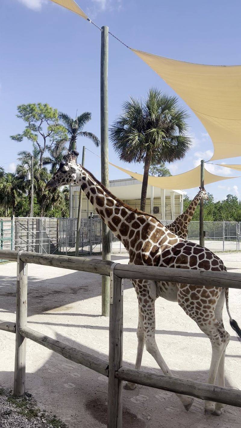 Naples Zoo Café at the Zoo (Naples)