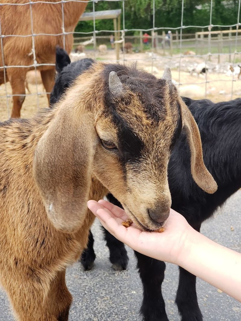 Little Ponderosa Zoo & Rescue – Clinton