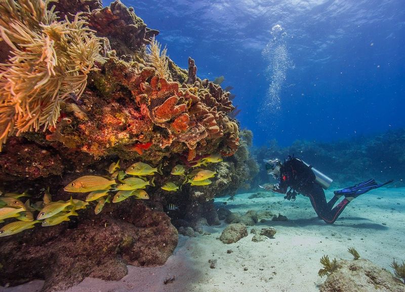 Snorkel The Shallow Patch Reefs Near Key Largo