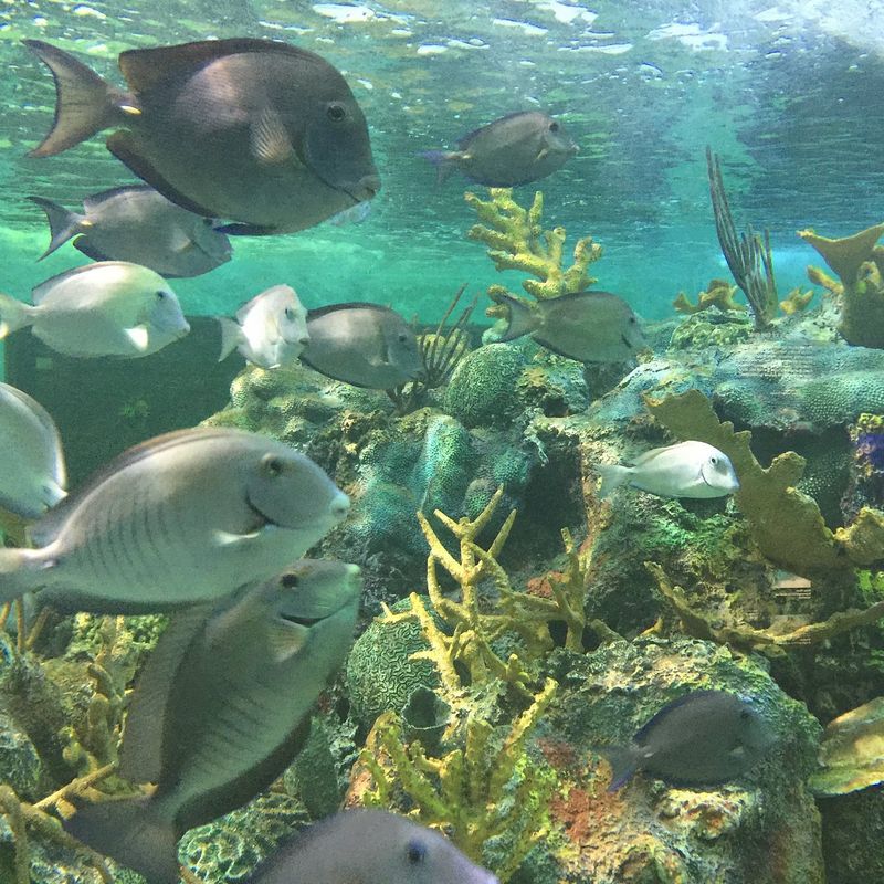 John Pennekamp Coral Reef State Park (Key Largo)