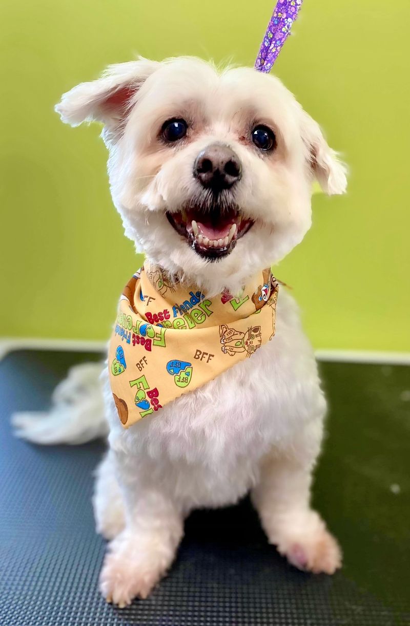 Alex Pet Grooming (Davenport)