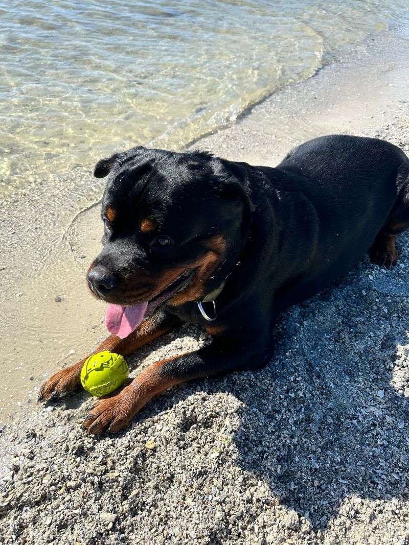 Davis Island Dog Beach (Tampa, FL)