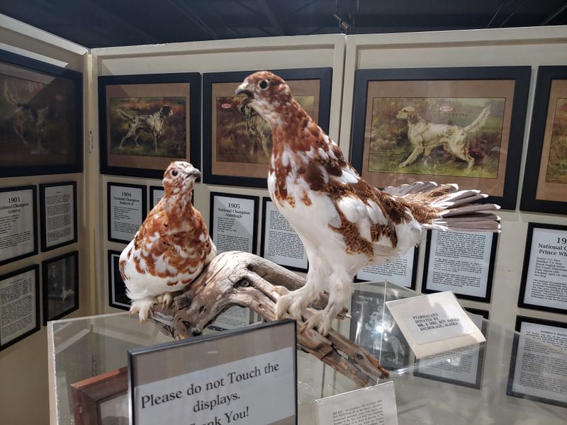 National Bird Dog Museum (Grand Junction)