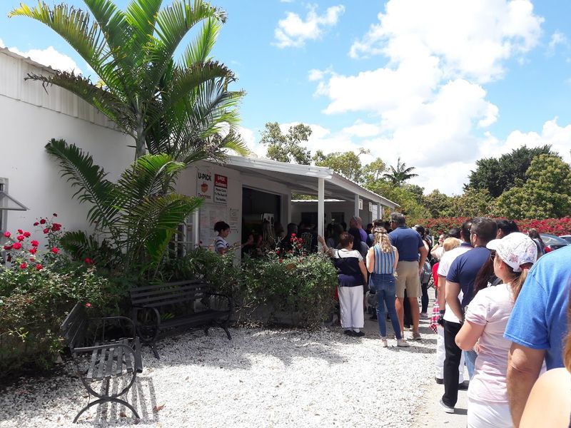 The $2 Cinnamon Rolls Worth Waiting Hours For—At Florida’s Legendary Knaus Berry Farm