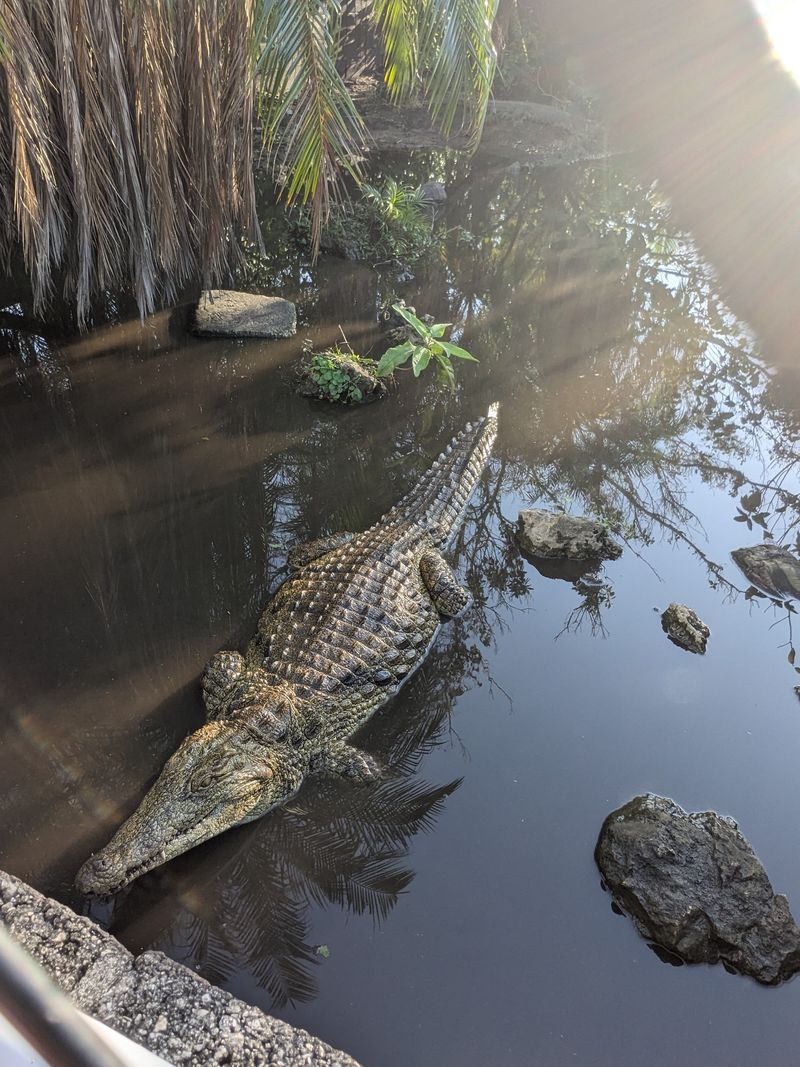 Alligators Basking on Cool, Sunny Days