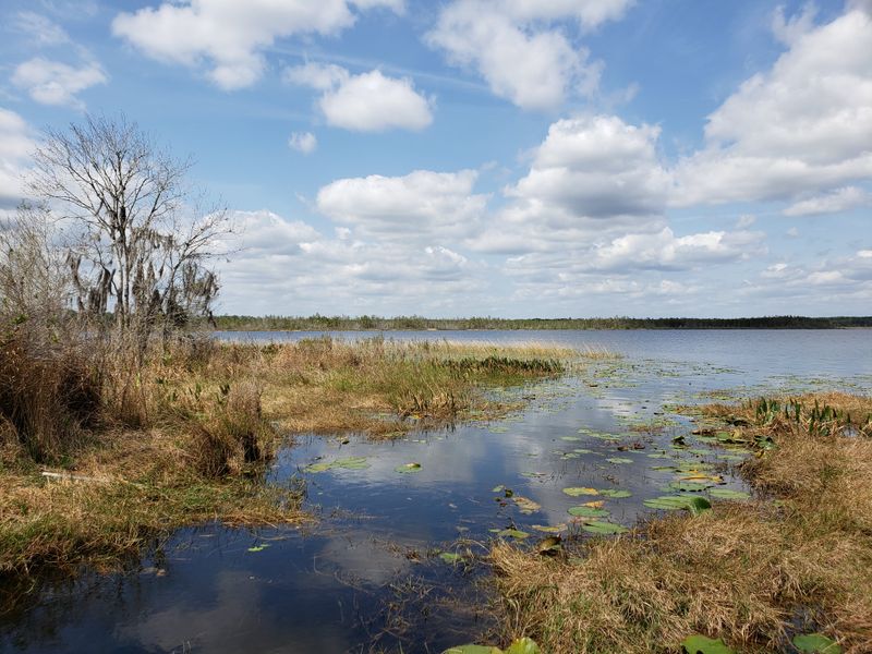 Ocala National Forest (North Central Florida)