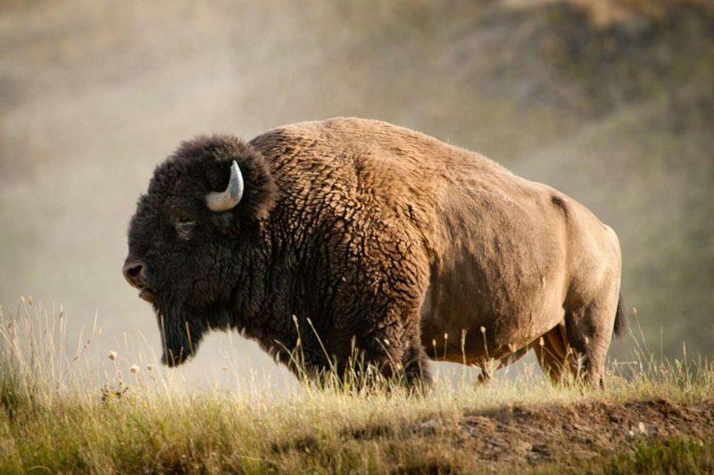 Walk with Bison at Maxwell Wildlife Refuge – Canton