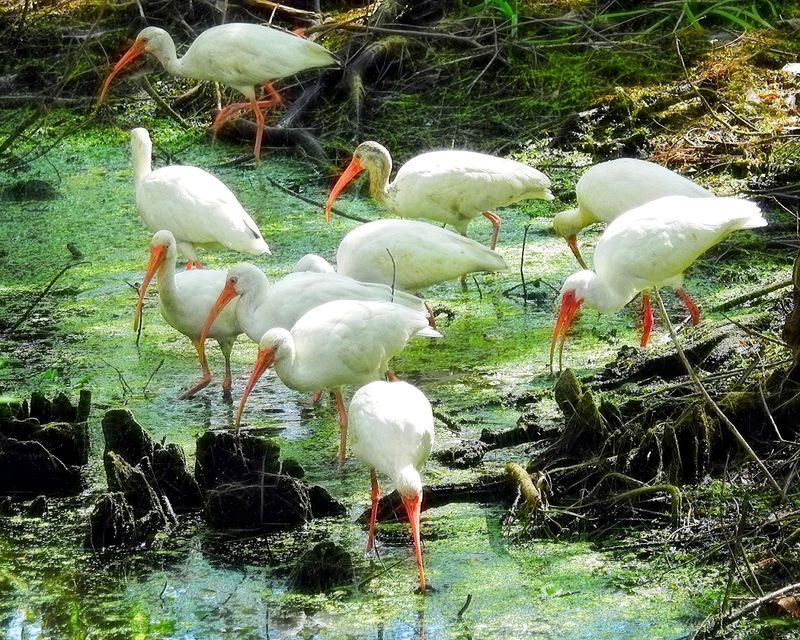 Corkscrew Swamp Sanctuary (near Naples | Collier/Lee area)