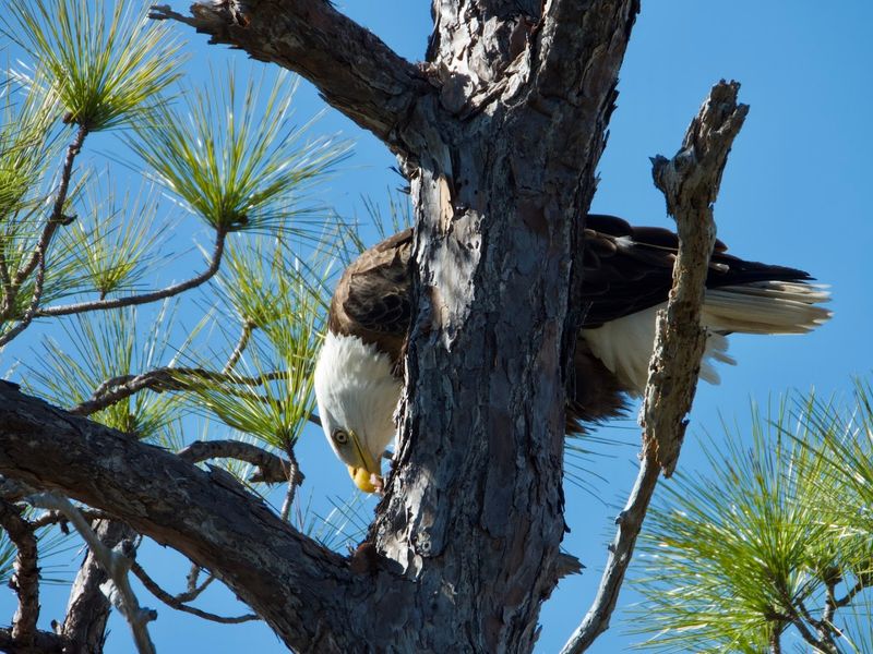 St. Marks National Wildlife Refuge (Tallahassee)
