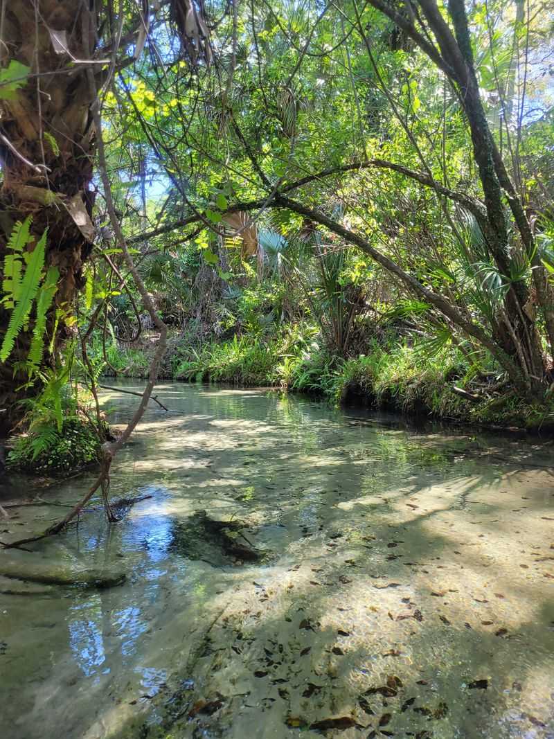 Juniper Run (Ocala National Forest)