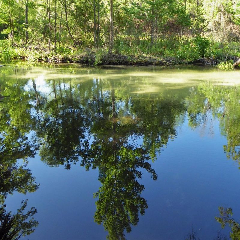 Rock Springs Run State Reserve Trails (Sorrento)