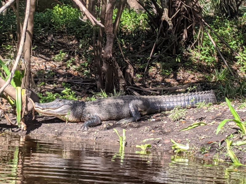 Hillsborough River State Park (near Tampa)