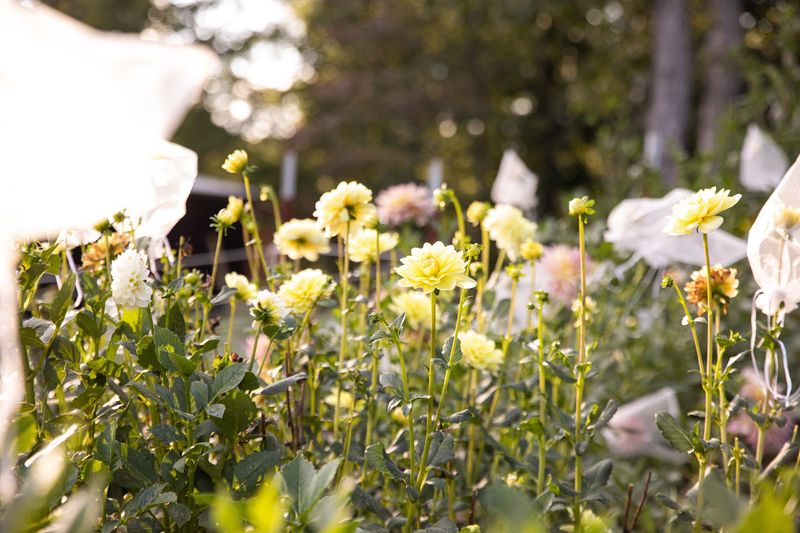 Blooming Acres Farm &mdash; Dickson