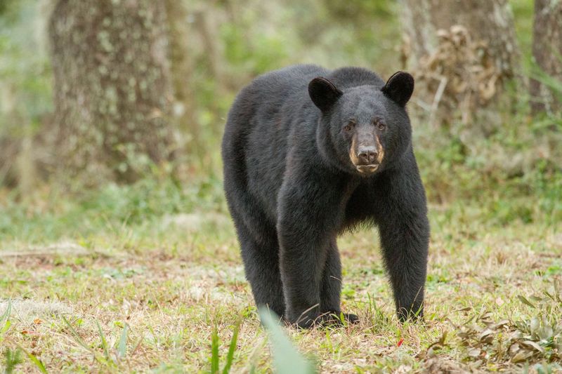 Florida Black Bears on the Move Before Winter Lulls