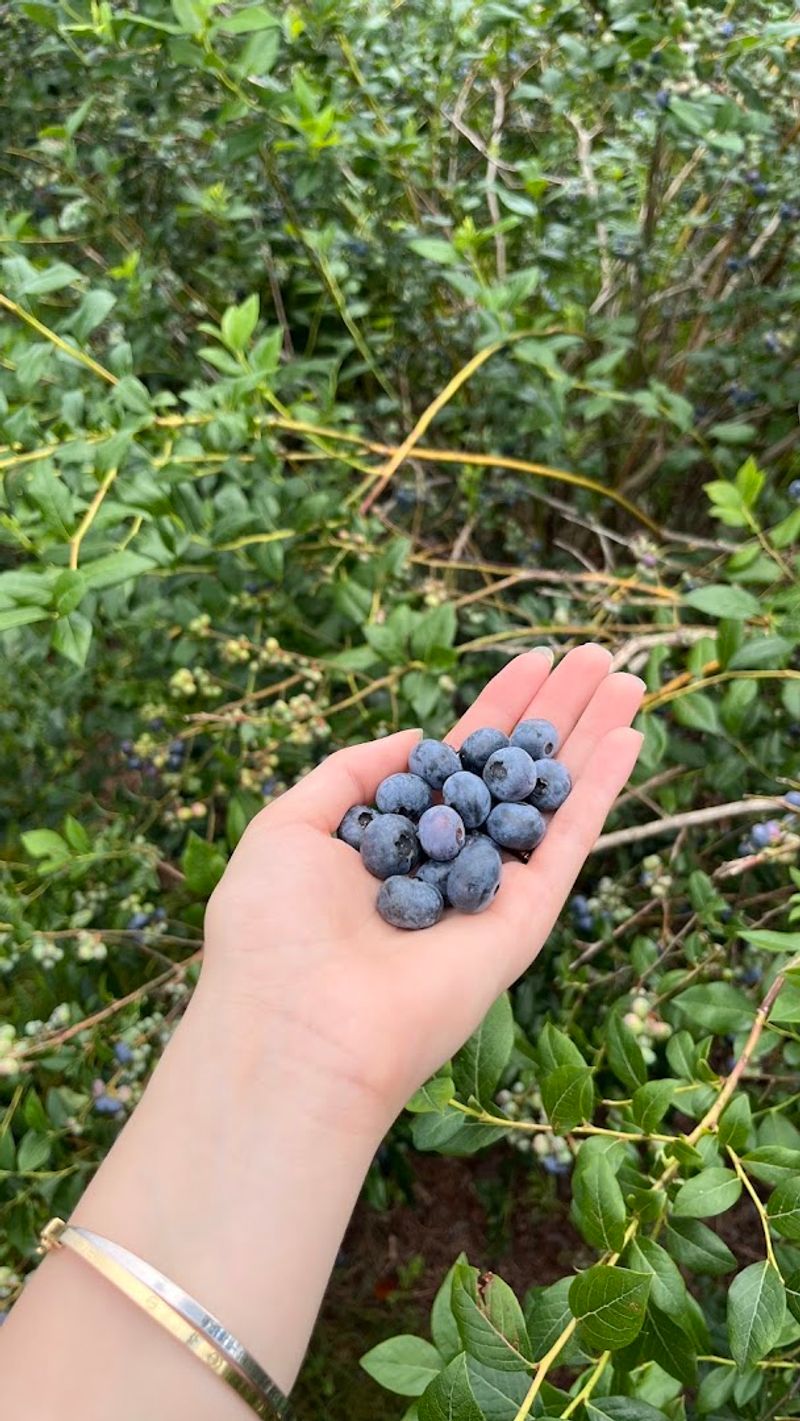 U-pick blueberries (April–May)