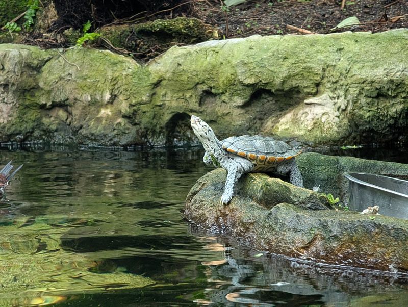 The Florida Aquarium 
