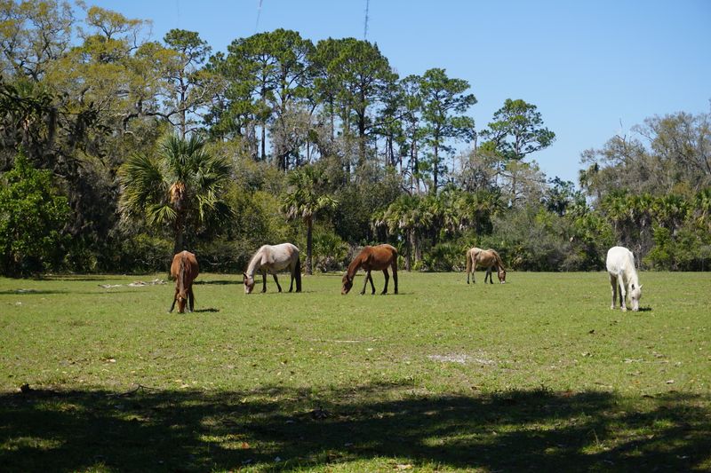 Cumberland Island (Georgia, but accessible from Florida)