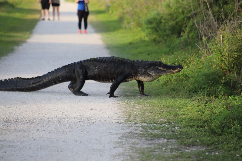 Circle B Bar Reserve (Lakeland)