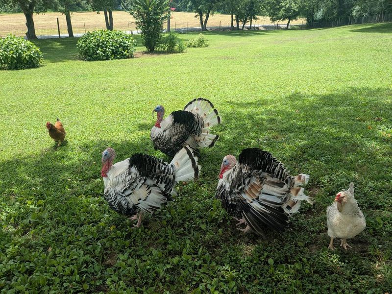 What You Can Do On-Site: Feeding Time, Farm Walks, and Photo Ops