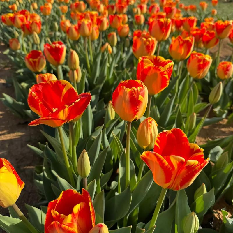 Why This Tulip Festival Makes the Perfect Spring Day Trip
