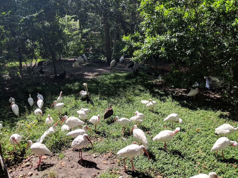 Homosassa Springs Wildlife State Park (Homosassa)