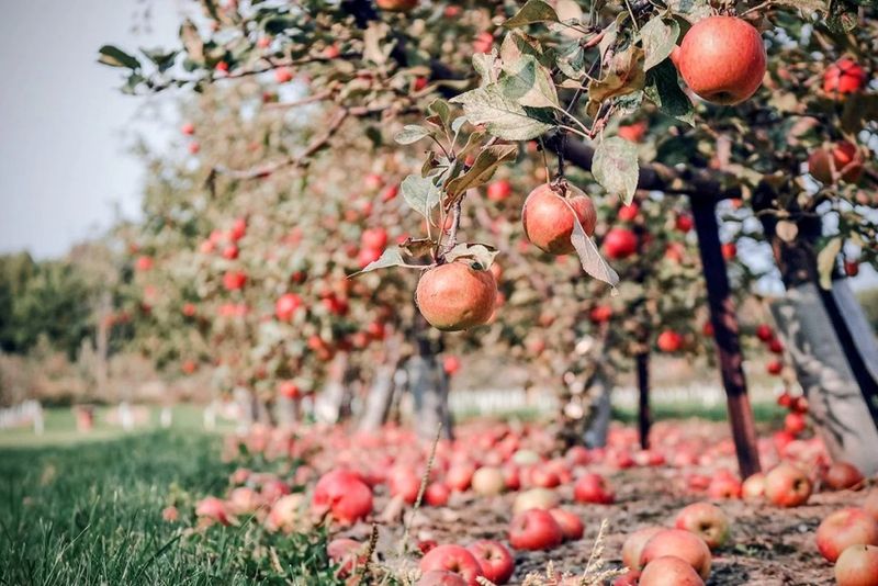 Apple Picking & Local Treats