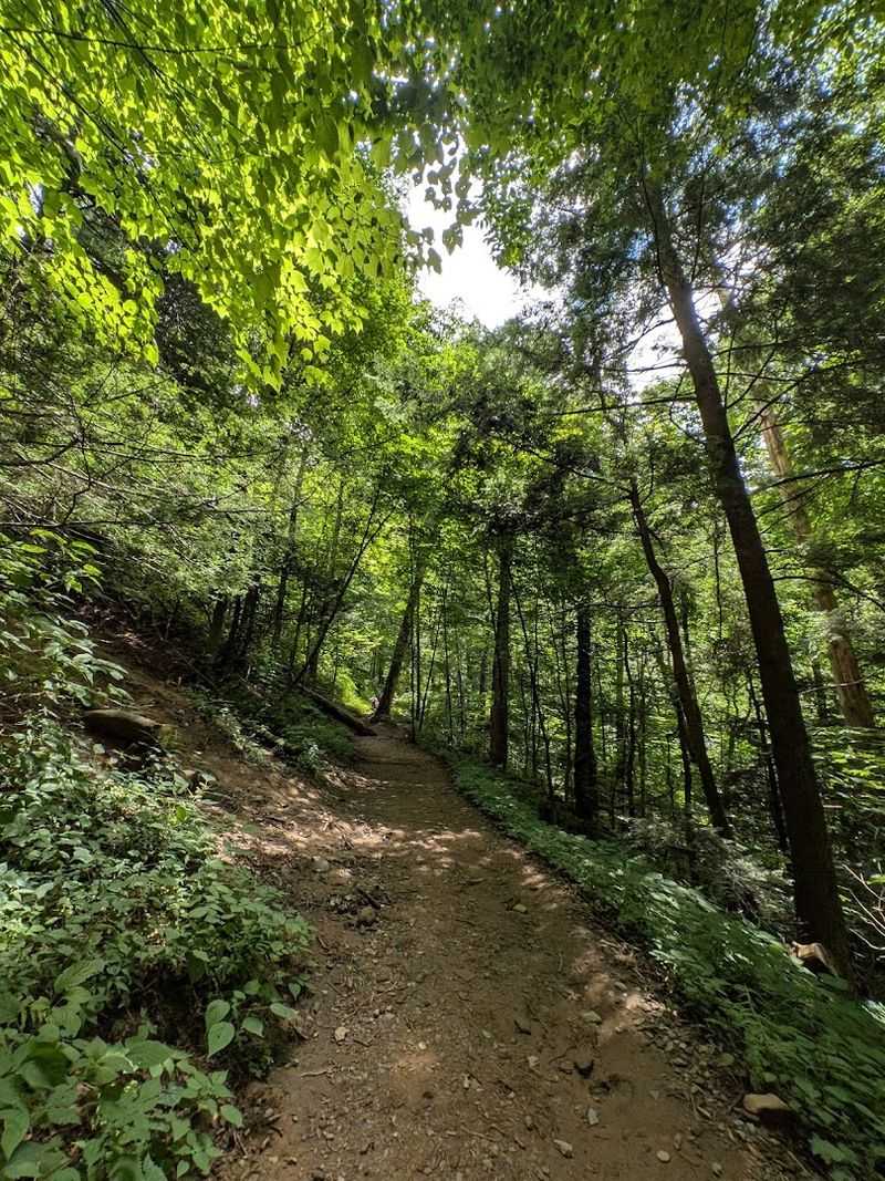Rainbow Falls Trail (Great Smoky Mountains)